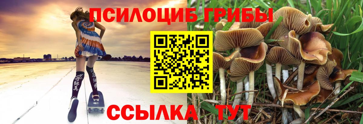 Псилоцибиновые грибы Psilocybe  Вход с VPN  Советский 